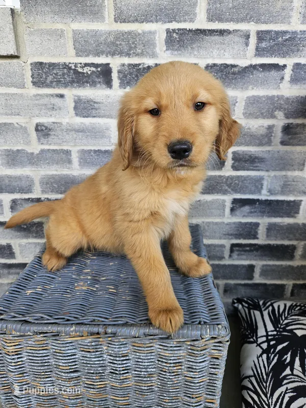 ace – Golden Retriever puppy for sale in Grabill, IN