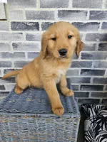 ace, a male Golden Retriever for sale in Grabill, IN – 1 of 10