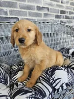 ace, a male Golden Retriever for sale in Grabill, IN – 5 of 10