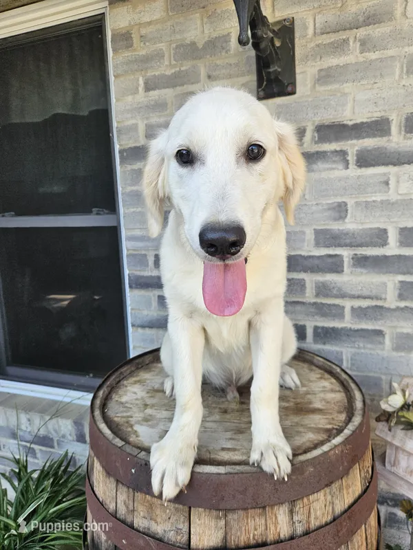 Abe – English Cream Golden Retriever puppy for sale in Grabill, IN