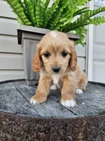 Benny, a male Miniature Goldendoodle for sale in Grabill, IN – 6 of 9