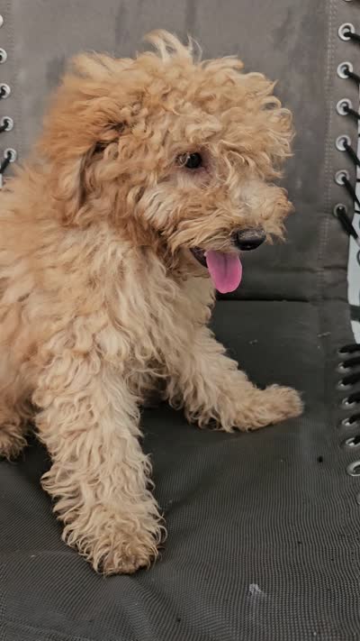 ace, a male Miniature Goldendoodle for sale in Grabill, IN – 8 of 8