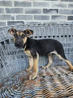 Kevin, a male German Shepherd Dog for sale in Grabill, IN – 2 of 10