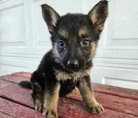 blaze, a male German Shepherd Dog for sale in Grabill, IN – 2 of 9