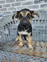 Sammy, a male German Shepherd Dog for sale in Grabill, IN – 4 of 9