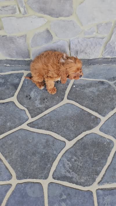 Clifford, a male Cavapoo for sale in Grabill, IN – 10 of 10