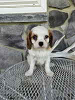 Belem, a male Cavalier King Charles Spaniel for sale in Grabill, IN – 6 of 9