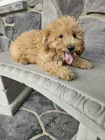 ace, a male Miniature Goldendoodle for sale in Grabill, IN – 6 of 8