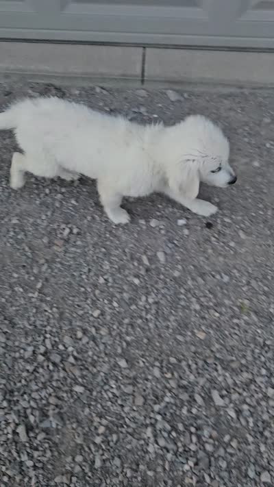 Clifford , a male English Cream Golden Retriever for sale in Grabill, IN – 7 of 10
