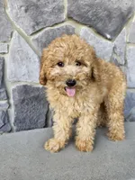 Ruffles , a male Miniature Goldendoodle for sale in Grabill, IN – 2 of 7