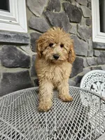 Rallfy, a male Goldendoodle for sale in Grabill, IN – 4 of 4