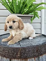 bill, a male Miniature Goldendoodle for sale in Grabill, IN – 6 of 9