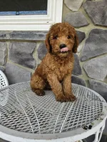 Ethan, a male Miniature Goldendoodle for sale in Grabill, IN – 6 of 10