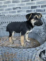 Sammy, a male German Shepherd Dog for sale in Grabill, IN – 3 of 9