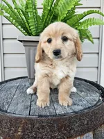 bill, a male Miniature Goldendoodle for sale in Grabill, IN – 3 of 9