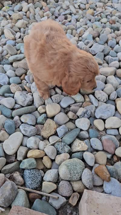 hank, a male Goldendoodle for sale in Grabill, IN – 9 of 9