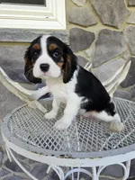 Sammy, a male Cavalier King Charles Spaniel for sale in Grabill, IN – 3 of 10