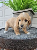 Benny, a male Miniature Goldendoodle for sale in Grabill, IN – 8 of 9