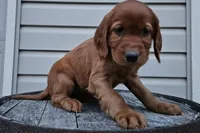 lateasha, a female Irish Setter for sale in Grabill, IN – Photo 2 of 10