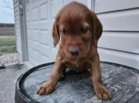 lateasha, a female Irish Setter for sale in Grabill, IN – Photo 5 of 10