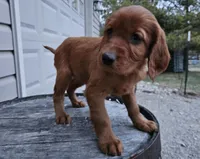 lateasha, a female Irish Setter for sale in Grabill, IN – Photo 9 of 10