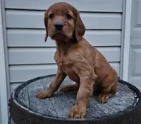 lateasha, a female Irish Setter for sale in Grabill, IN – Photo 7 of 10