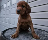 lateasha, a female Irish Setter for sale in Grabill, IN – Photo 6 of 10