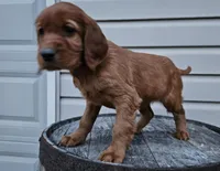 lateasha, a female Irish Setter for sale in Grabill, IN – Photo 10 of 10