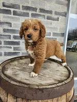 lateasha, a female Miniature Goldendoodle for sale in Grabill, IN – Photo 2 of 9