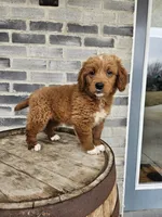 lateasha, a female Miniature Goldendoodle for sale in Grabill, IN – Photo 5 of 9