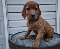lateasha, a female Irish Setter for sale in Grabill, IN – Photo 3 of 10