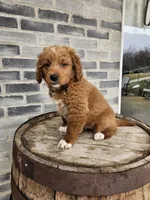 lateasha, a female Miniature Goldendoodle for sale in Grabill, IN – Photo 9 of 9