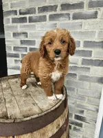 lateasha, a female Miniature Goldendoodle for sale in Grabill, IN – Photo 4 of 9
