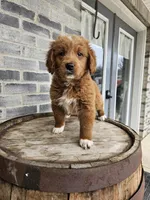 lateasha, a female Miniature Goldendoodle for sale in Grabill, IN – Photo 7 of 9