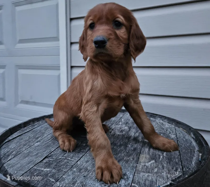 lateasha – Irish Setter puppy for sale in Grabill, IN