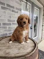 lateasha, a female Miniature Goldendoodle for sale in Grabill, IN – Photo 8 of 9