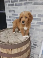 lateasha, a female Miniature Goldendoodle for sale in Grabill, IN – Photo 3 of 9
