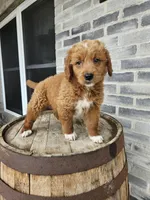 lateasha, a female Miniature Goldendoodle for sale in Grabill, IN – Photo 1 of 9