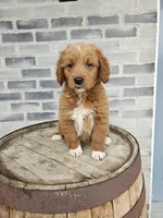 lateasha, a female Miniature Goldendoodle for sale in Grabill, IN – Photo 6 of 9