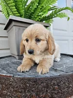 bill, a male Miniature Goldendoodle for sale in Grabill, IN – 5 of 9
