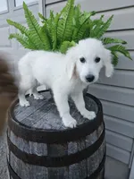 Clifford , a male English Cream Golden Retriever for sale in Grabill, IN – 2 of 10