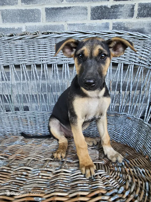 Kevin – German Shepherd Dog puppy for sale in Grabill, IN