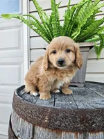 hank, a male Goldendoodle for sale in Grabill, IN – 2 of 9