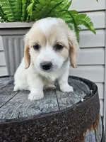 Kevin, a male Miniature Goldendoodle for sale in Grabill, IN – 8 of 10