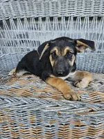 Sammy, a male German Shepherd Dog for sale in Grabill, IN – 7 of 9