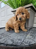 bella, a female Miniature Goldendoodle for sale in Grabill, IN – 2 of 10