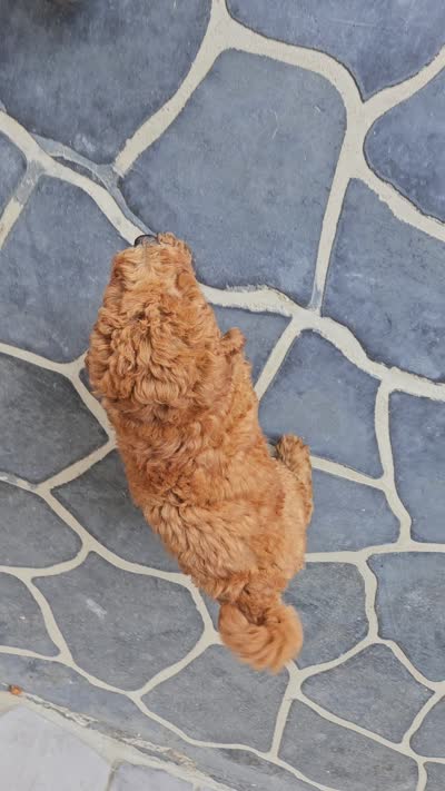 Ethan, a male Miniature Goldendoodle for sale in Grabill, IN – 10 of 10