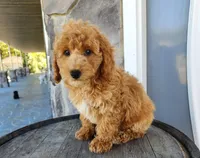 Rocky, a male Poodle - Miniature  for sale in Grabill, IN – Photo 2 of 10