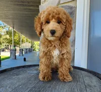 Rocky, a male Poodle - Miniature  for sale in Grabill, IN – Photo 1 of 10