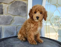 Rocky, a male Poodle - Miniature  for sale in Grabill, IN – Photo 6 of 10